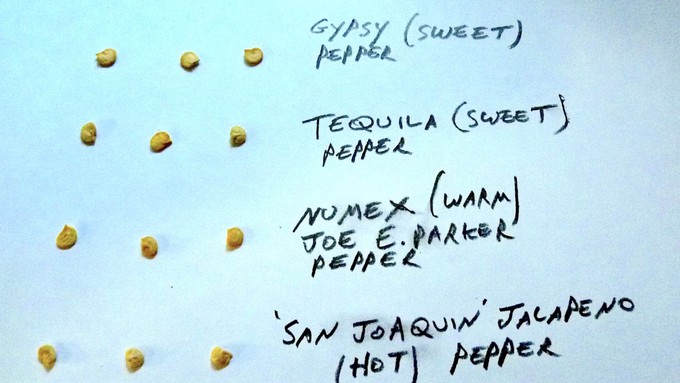 Fred Hoffman created this chart to show how similar the seeds from very different peppers can look.