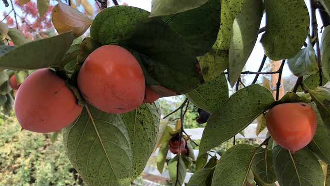 Harvest ripe fall fruit, such as persimmons, that may be damaged by frost.
