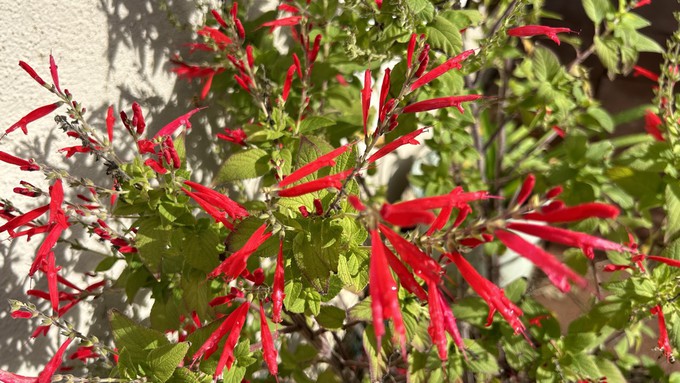 Pineapple sage produces gorgeous bright red tubular flowers much favored by hummingbirds. This plant grows next to a south-facing wall and is thriving even in winter.