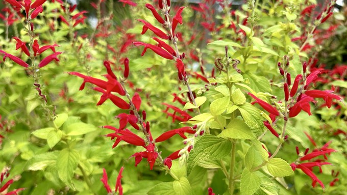 Golden pineapple sage makes a spectacular addition to the fall garden. October is the perfect time to be planting shrubs and perennials.