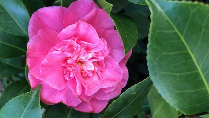 Warmer weather will prompt camellias into bloom, but frost is still in the forecast.