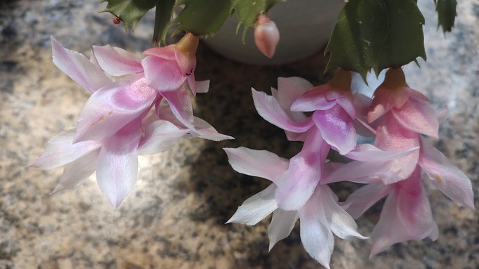 Most Christmas cactus sold now are hybrids, which come in several colors beyond magenta or white.