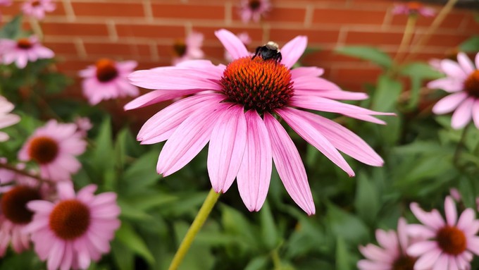 Coneflowers and other water-wise plants not only create a thriving, colorful landscape in summer but also attract pollinators.