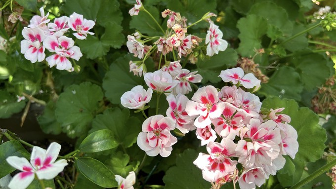 The "normal" rainfall we had this year was well-timed, producing abundant blooms on many plants this spring, including this pink and white pelargonium (often called geranium).
