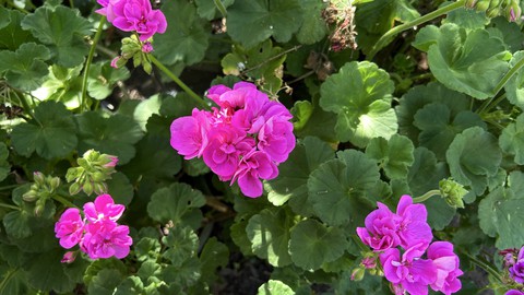 Image caption: Enjoy all the spring garden colors while they're here: These geraniums add bright pink spots to a partial shade area.