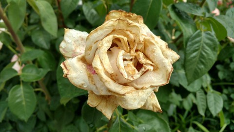 Image caption: This Pink Promise rose is showing damage from botrytis, a fungus also called gray mold.