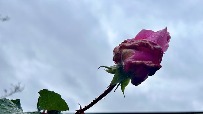 A McCartney rose bud, doused with raindrops and showing signs of botrytis, is silhouetted against Saturday's rain clouds. The time to prune roses is now -- but preferably not in the rain.