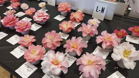 These were just a few of the camellia blossoms entered for judging at the 100th Sacramento Camellia Show.