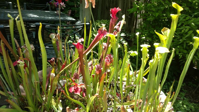 North American pitcher plants make themselves at home in a backyard pond in Sacramento. Unlike most plants, they feed themselves – by catching insects.