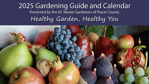 Image caption: The 2025 Gardening Guide and Calendar by the Placer County master gardeners is on sale now online and next week in person at the Mountain Mandarin Festival.