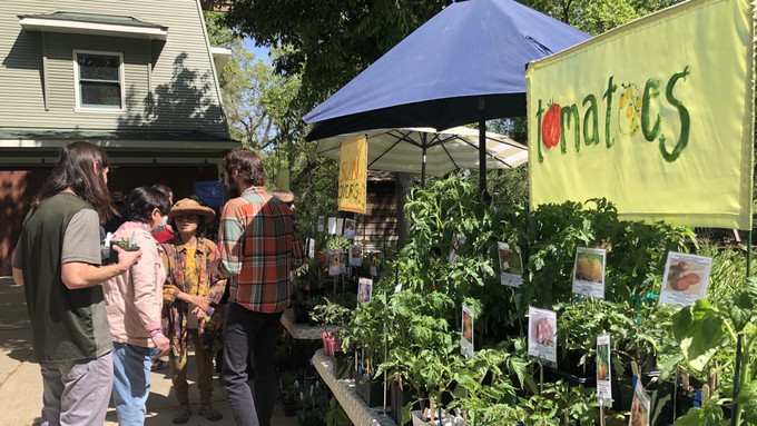 Gardeners love to find new plants. Sacramento perennials expert Daisy Mah, in hat, talks to shoppers at the Perennial Plant Club's plant sale Friday morning in South Natomas. The sale continues Saturday from 9 a.m. to 1 p.m., 1911 Bannon Creek Drive.
