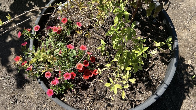 Easy-care plants in a large planter combine two of the ways to reduce labor in the garden.