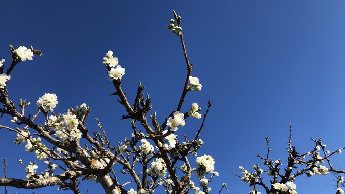 The forecast for Saturday is clear and cold, with an excellent chance of fruit tree blossoms at the Fair Oaks Horticulture Center.