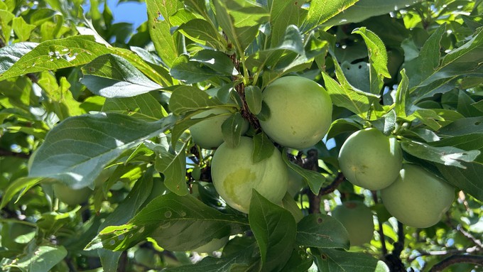 For successful orchard crops, fruit trees must be selectively thinned and carefully pruned.