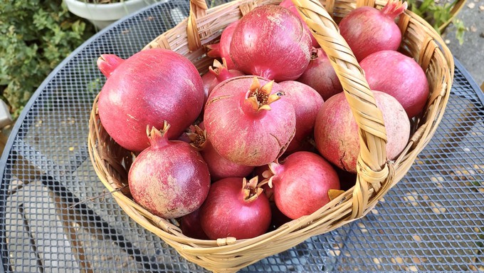 It’s a good year for pomegranates in the Sacramento region.
