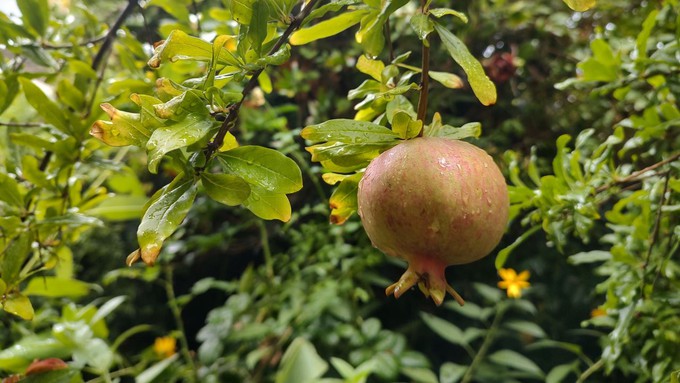 Raindrops cover a ripening pomegranate as the tree's foliage begins to show its autumn color.