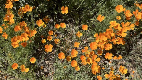 Image caption: California poppies are the best-known native plant, and are wonderful for pollinators, but here's a chance to diversify your garden's native plants: The Winter Clearance Sale at find out farms this Saturday. Seeds and plants will be at bargain prices.