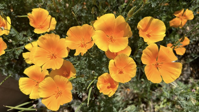 For gorgeous clumps of California poppies in the spring, plant seeds now.