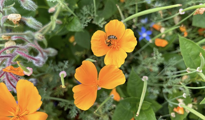 California poppies are easy sources of seeds. When mature and dry, those long pods visible around the blossoms yield many tiny seeds.