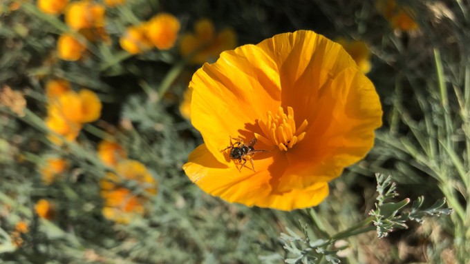 The California poppy of course is the state flower. It's an important plant for pollinators, including this ligated furrow bee, a type of sweat bee.