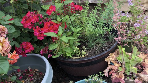 Image caption: Many plants thrive in containers, which gives a gardener with limited space more options. Learn about container gardening Saturday in Lincoln.