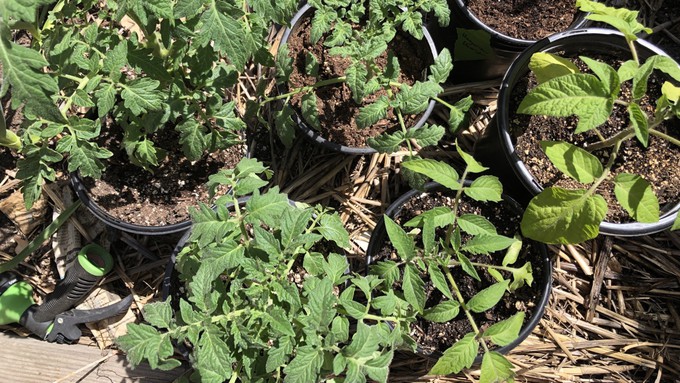 OK, who's ready to plant? It's finally warm enough to put those tomatoes you've been nurturing in their summer locations, whether in ground, a raised bed or spacious containers.