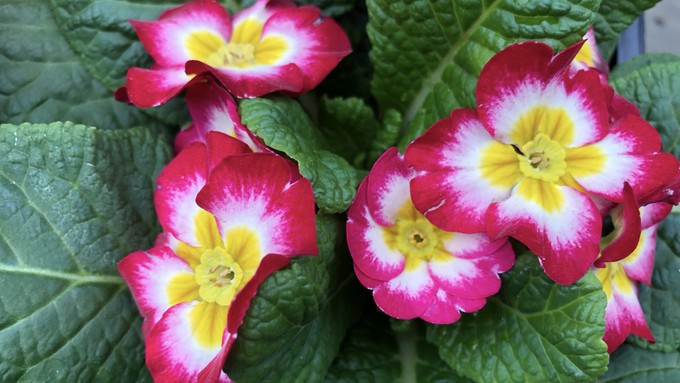 You can't beat primroses for adding bright pops of color to the fall and winter garden.