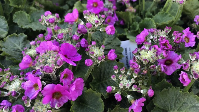 Fairy primroses bring a nice burst of color for the winter garden. Plant some now while the weather is milder.