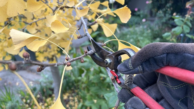 How young shade trees are pruned can affect their eventual growth and health, the Sacramento Tree Foundation notes.
