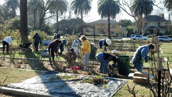 Volunteers in a previous January prune the McKinley Park roses. Two days of Prune-a-thons are scheduled this year, on Jan. 7 and 14.