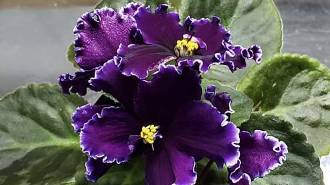 This beautiful specimen is an example of the African violets that will be on display this weekend.