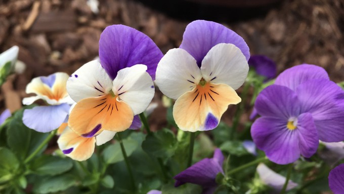 Violas can be transplanted now for color in the flower bed and in containers. Try putting a few at the base of roses, and watch them grow up into the canes.