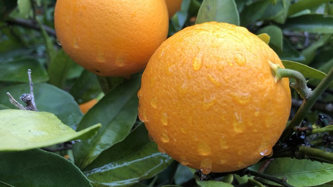 Oranges should be getting ripe about now, but "store" them on the tree until needed -- they'll get sweeter.