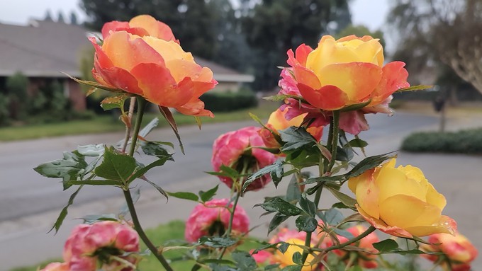 These Rainbow Sunblaze roses are in full bloom on Dec. 27, bright spots on a rainy winter day.