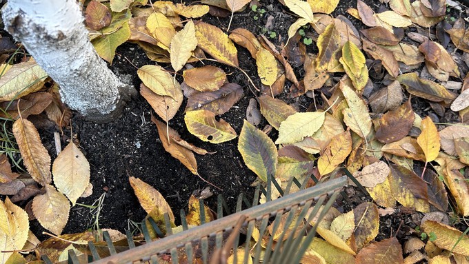 Get that rake busy, especially if  there are leaves in the gutter or up around the stems or trunks of dormant trees, shrubs and perennials. (But leave a least some of the leaves on open ground for insects and as weed-smothering mulch.)