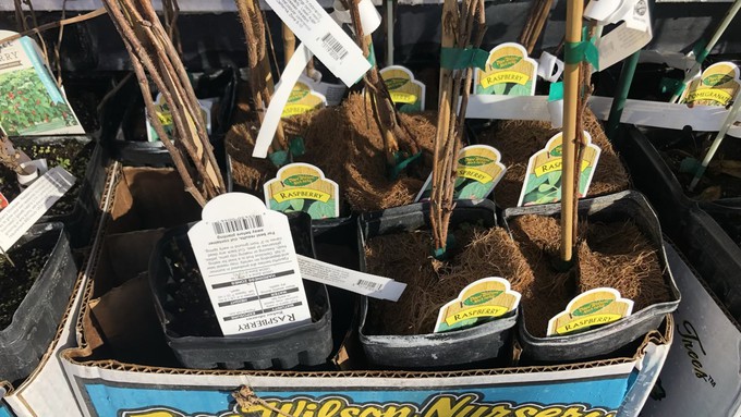 These are raspberry bushes, packed in sleeves for bare-root planting. Many other types of berries, plus fruit trees and roses, are available this time of year as bare-root plants.