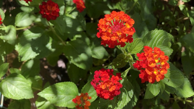 Colorful lantana, a popular perennial shrub, is more likely to survive Sacramento winters than it would have 20 years ago.