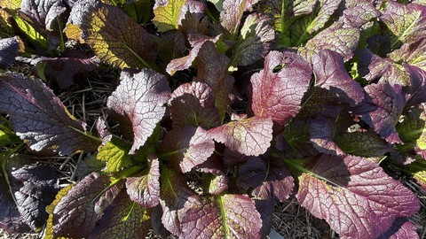 Image caption: Mustard such as this "Big Leaf Red" can be planted now from seed or transplants.