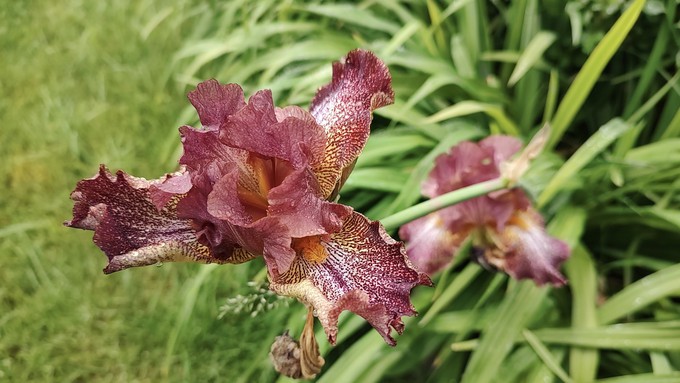 This bearded iris managed to poke out a bloom, but it's overcrowded by day lilies. Both are getting divided this month.