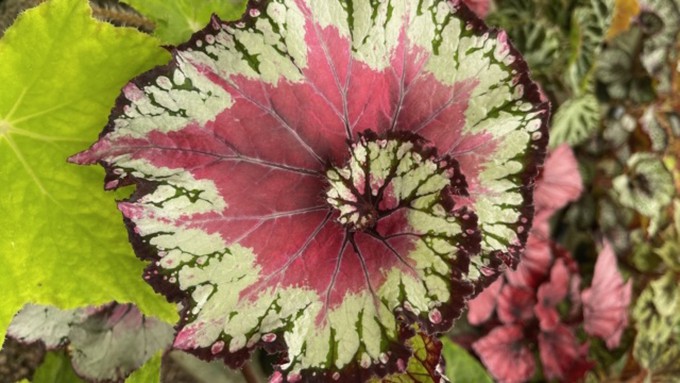Nature's an endlessly fascinating designer, especially when it comes to leaves of rex begonias like the one here. See plenty of gorgeous plants at the annual American Begonia Society Show and Sale this weekend.