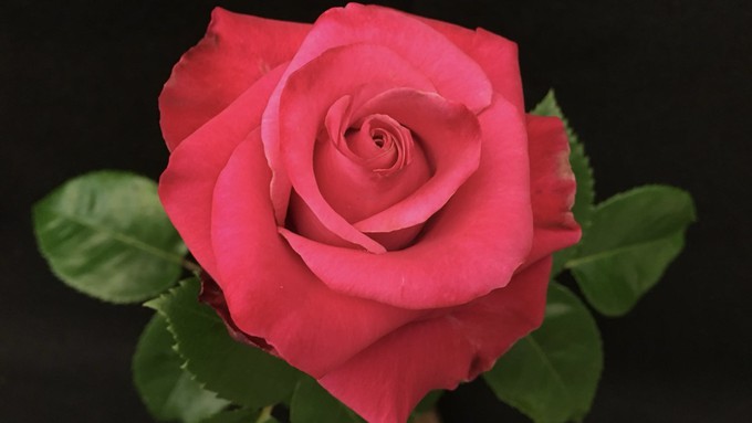 This gorgeous bloom is a Ring of Fire rose, a hybrid variety that often does well at rose shows.