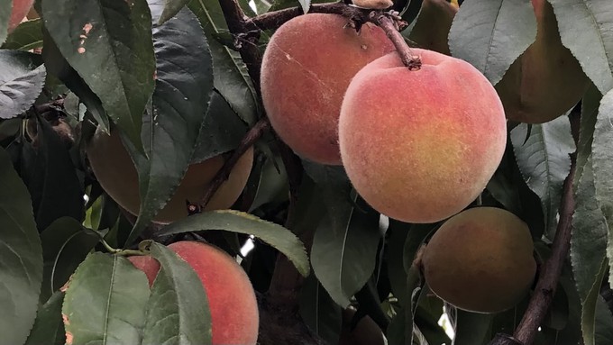 Peaches can be a challenge to grow, but are so worth it. Learn about growing fruit trees in a free Roseville workshop next month.