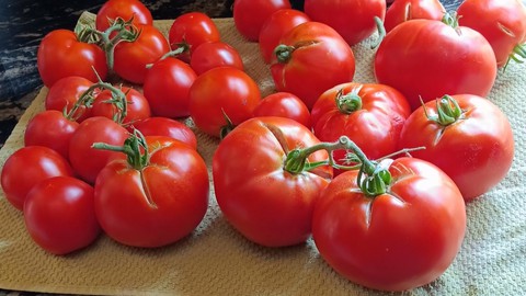 Image caption: Want plenty of ripe tomatoes this summer? Placer County master gardeners have a free workshop for you.