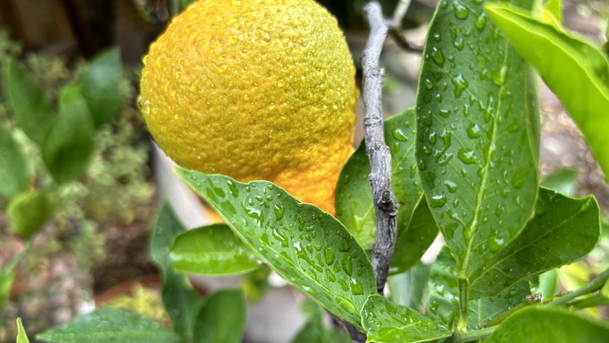 The ripening mandarins and the rest of the garden were getting a good soaking Saturday, but the weather is expected to be drier during Thanksgiving week.