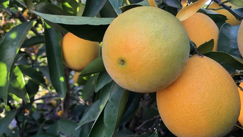 Image caption: The navel orange tree should have a good crop this winter. The cold nights help sweeten the fruit.