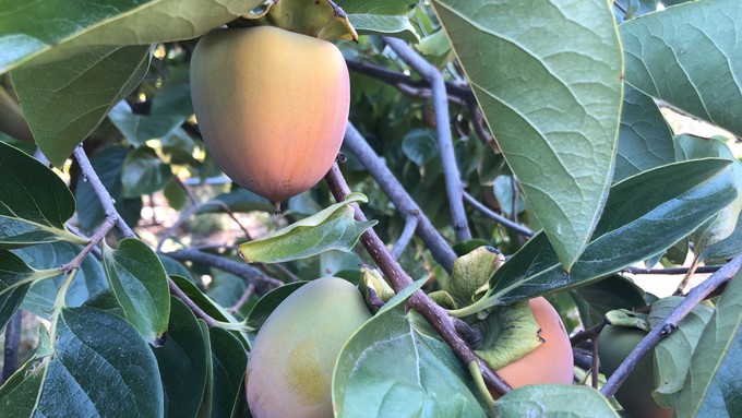 Persimmons are ripening in the warm fall weather.