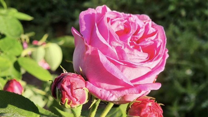 Barbara's Pasture Rose is named for the late Barbara Oliva, who discovered it.