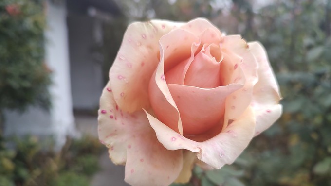 This Marilyn Monroe rose is showing early signs of botrytis: The red spots are the symptoms.