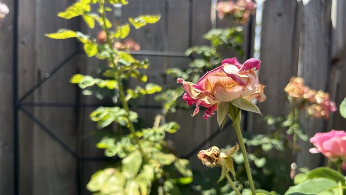 Clip off spent roses and fertilize the plants now. Roses will rebloom about six to eight weeks after deadheading.