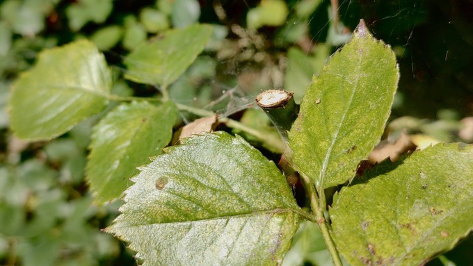 Spider mite damage is evident in these rose leaves, which show stippling and light webbing from the pests.